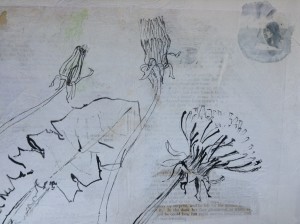 Dandelions, pen and ink, on collage paper